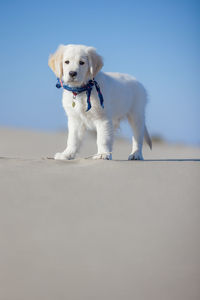 Dog standing against white background