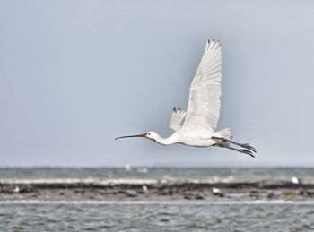 Seagull flying over sea against sky