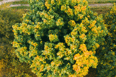 Yellow flowering plants on field