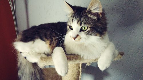 Close-up portrait of cat