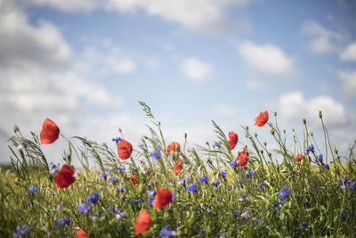 Close-up of poppies blooming on field against sky