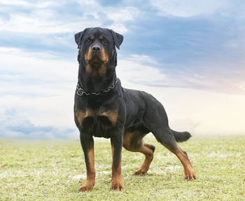 Dog running on field