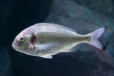 Beautiful sea bream, gilt-head or orata underwater with dark background, close up