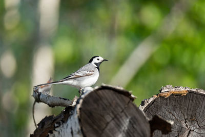 Bird perching on a tree