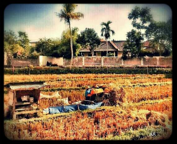 Harvest time