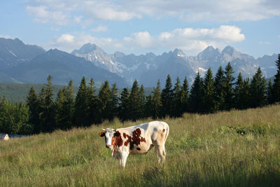View of cow on landscape against cloudy sky