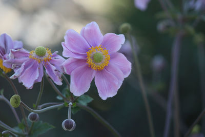 Close-up of pink flowering plant