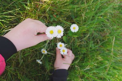 Low section of person holding flower in field