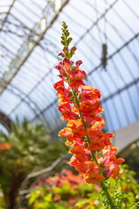 Close-up of red flowering plant