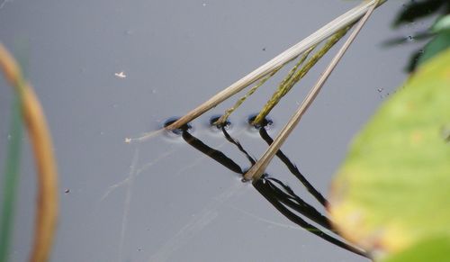 Close-up of reflection of leaves against blurred background