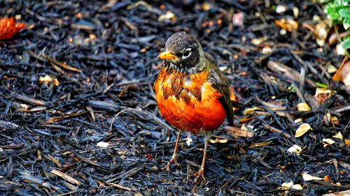 Close-up of bird perching on field