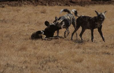 Part of the pack of african wild dogs