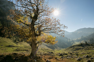 Trees on landscape against sky on sunny day