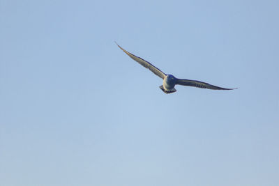 Low angle view of seagull flying in sky