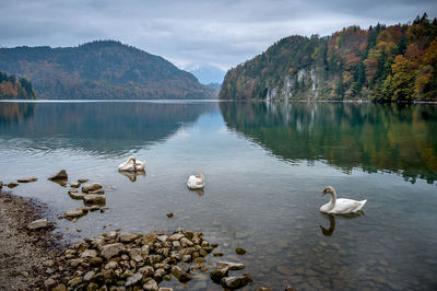 Swans swimming in lake