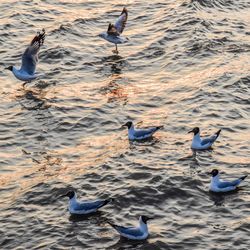 High angle view of seagulls swimming in lake