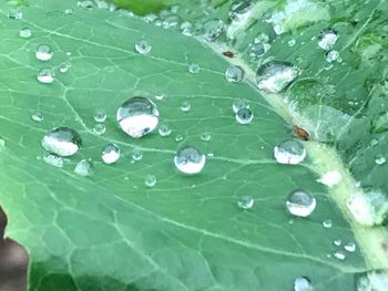 Full frame shot of water drops on leaf