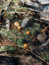 High angle view of fruits growing on field