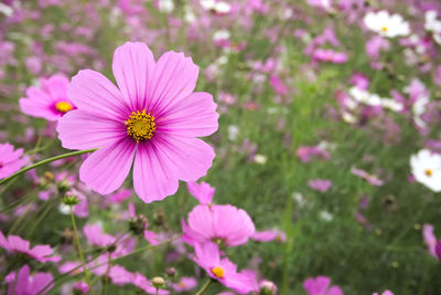 Close-up of pink cosmos flower