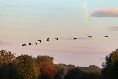 Low angle view of birds flying in sky