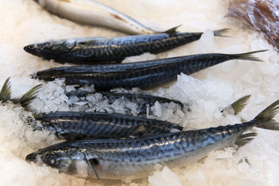 High angle view of fish for sale in market