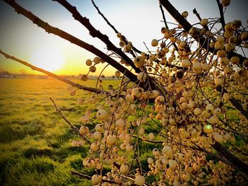Close-up of flowering plant on field against sky