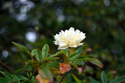 Close-up of white flower