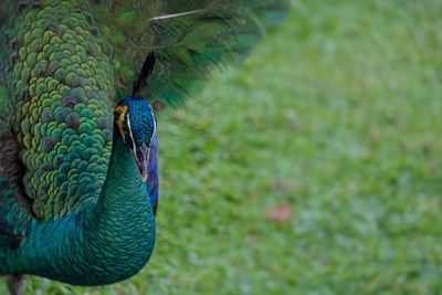 Close-up of a peacock