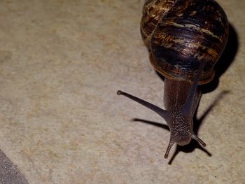 Close-up of a snail