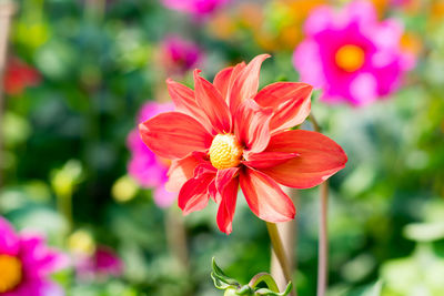 Close-up of pink flowering plant