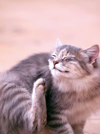 Close-up of cat
