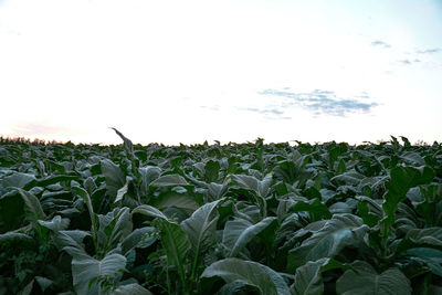 Scenic view of sunflower field against sky