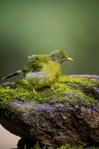 Bird perching on a plant