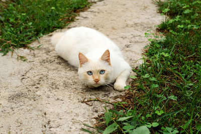 Cute red point cat with blue eyes is lying on the street.