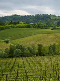 Scenic view of vineyard against sky