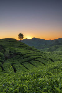 Scenic view of tea plantation pattern against sky during sunset