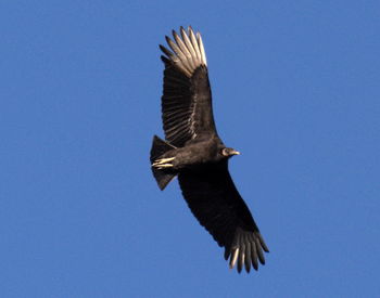 Low angle view of eagle flying against clear blue sky