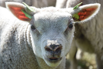 Close-up portrait of young outdoors