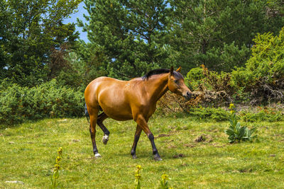 Horse standing in a field