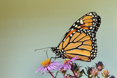 Close-up of butterfly on flowers