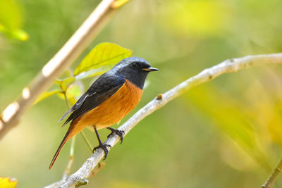 Close-up of bird perching on branch