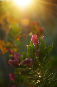 Close-up of pink flowering plant
