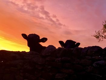 Silhouette lizard on rock against sky during sunset