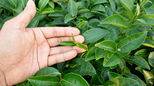 Close-up of hand holding leaves