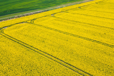 Full frame, high angle view of canola field with tire tracks and a green field in the upper left 