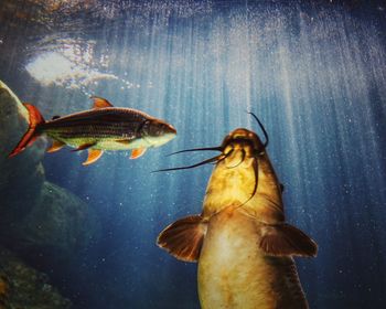 Fish swimming in sea