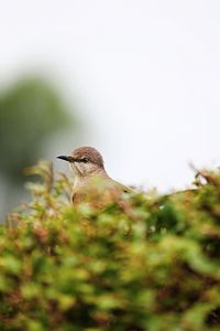 Close-up of bird perching on plant against clear sky