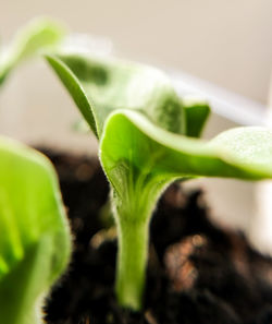 Close-up of plant