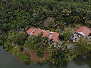 High angle view of palm trees by building