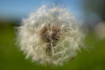 Close-up of dandelion against blurred background